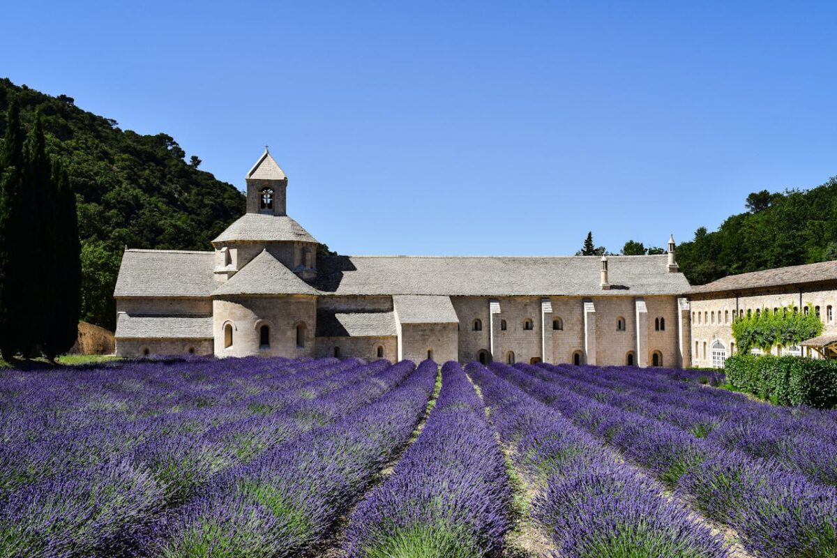 Beautiful lavender fields in full bloom at the historic Abbaye de Sénanque in Provence, France.